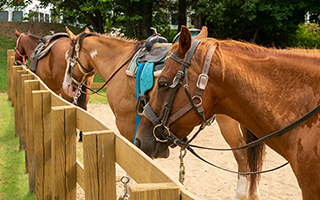 a group of horses tied to the fence at camp widji